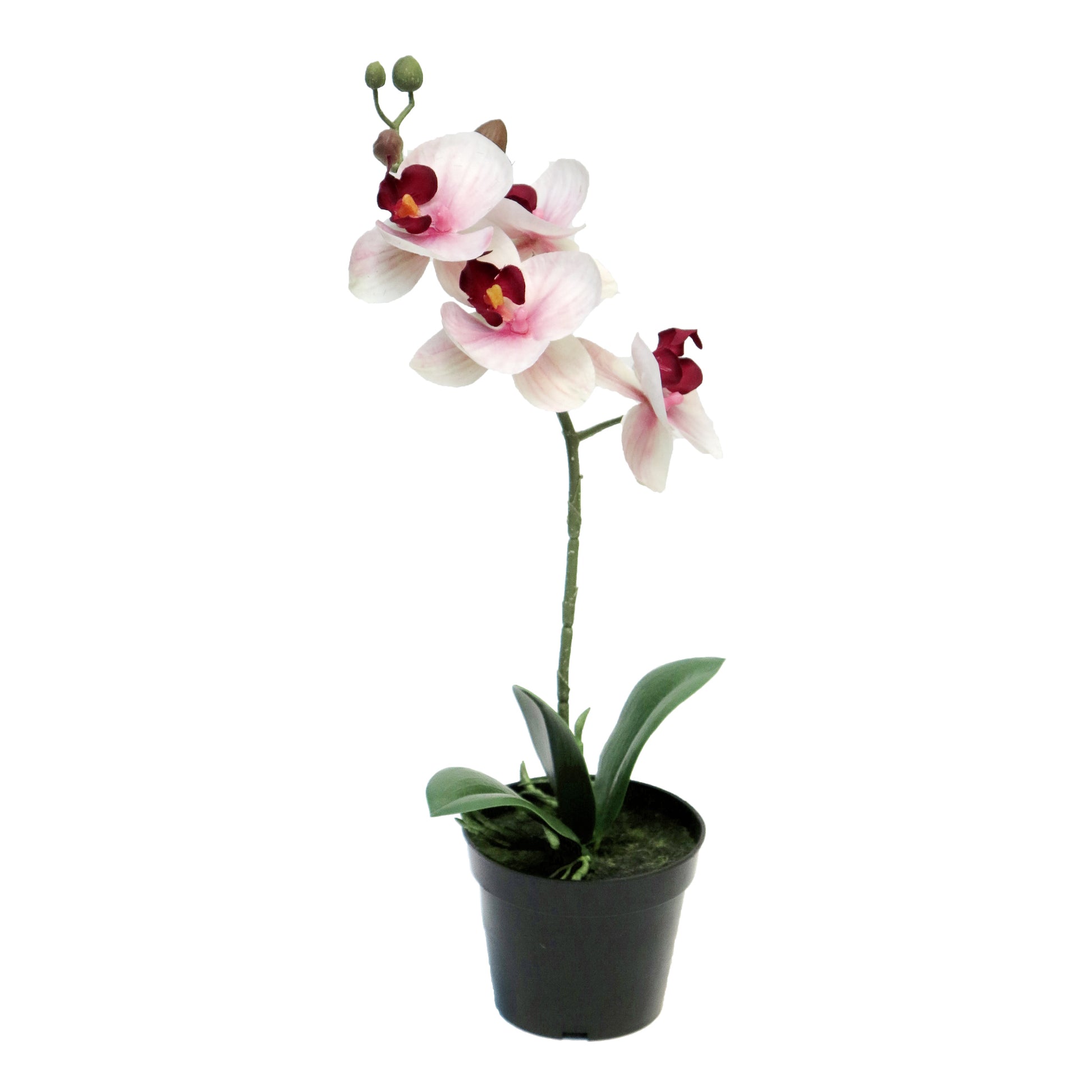 Orchidee im Topf freigestellt auf weißem Hintergrund