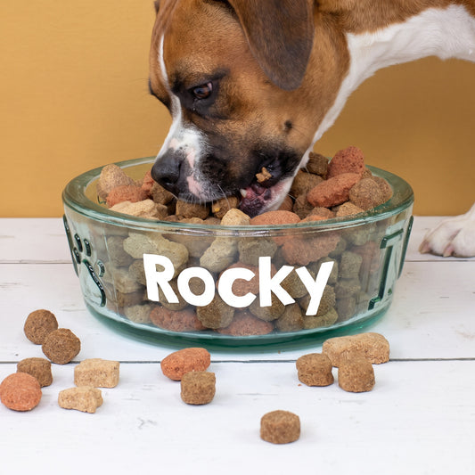 Hund frisst aus personalisiertem Glasnapf mit Name Rocky und Hundefutter